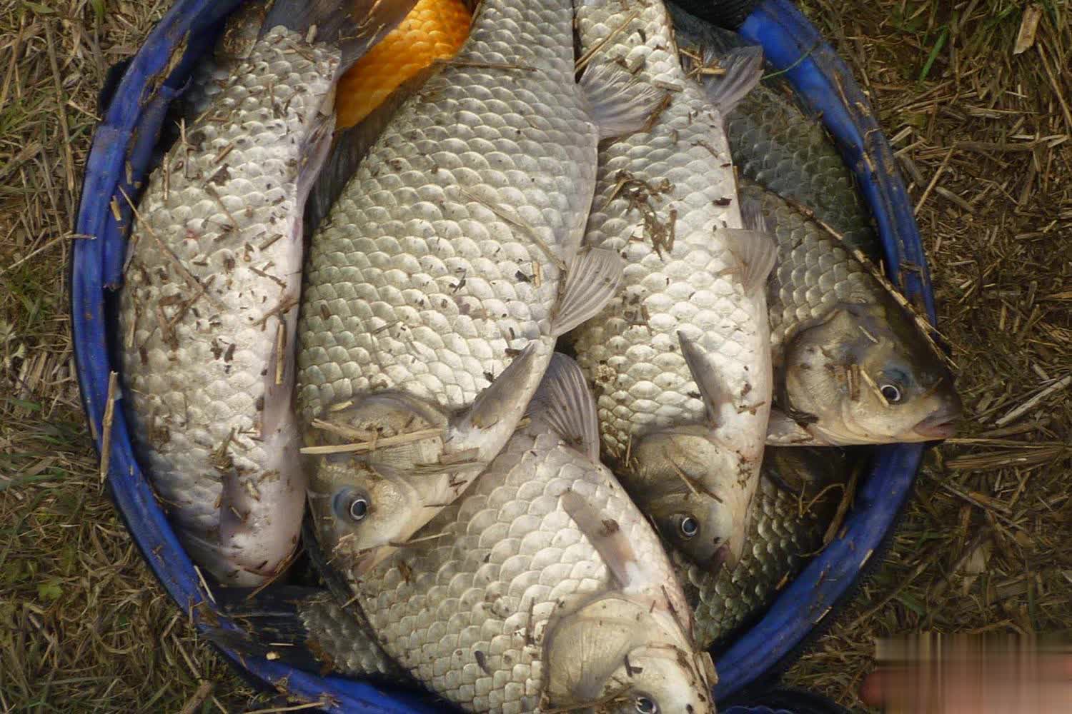 鱼用饵要领, 添加到鲫鱼